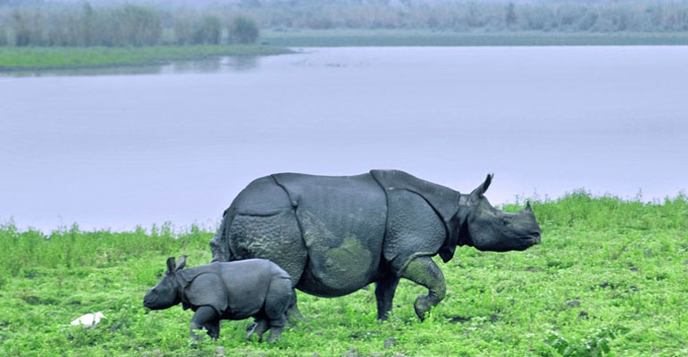 Jaldapara Wildlife Sanctuary