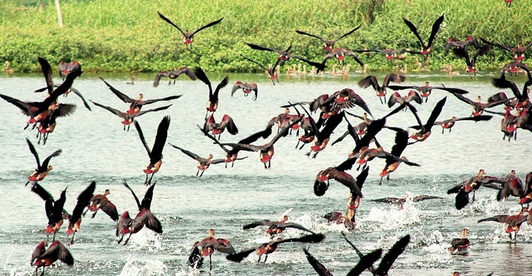Rasikbil Bird Sanctuary
